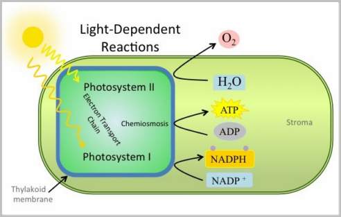 persistent light reactivity